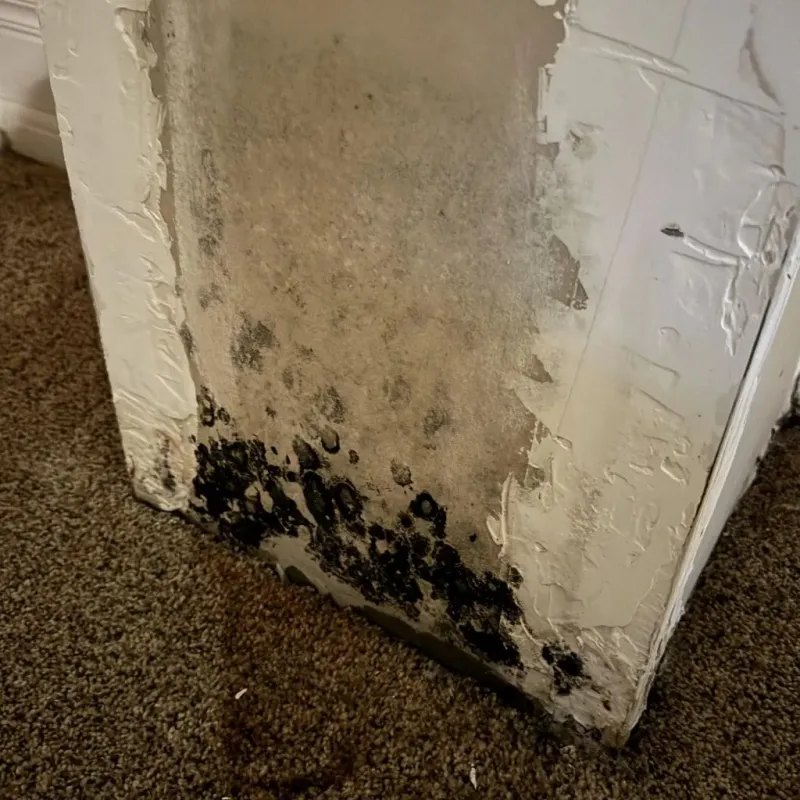 Professional Mold Removal in Plymouth, WI